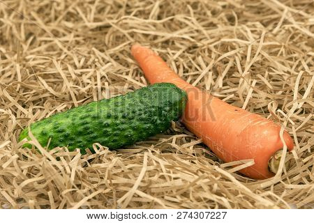 Fresh Cucumber And Carrot Harvest. Cucumbers And Carrots Vegetab