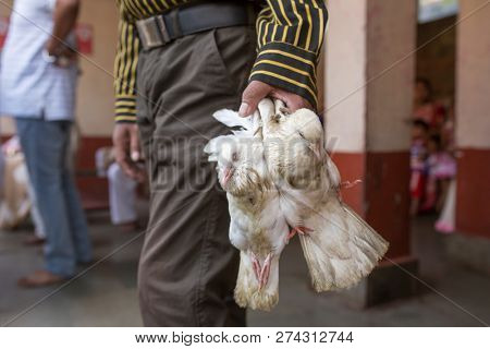 Indian man holding pigeons before sacrificing them in Hindu Kamakhya temple in Guwahati, Assam state, North East India.