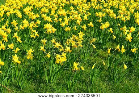 Daffodils Latin Name Narcissus February Gold Flowers