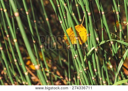 Fallen Yellowed Woody Leaf Was Stuck Between Horsetail Grass Blades. Autumn Leaf Of  Birch Close Up.