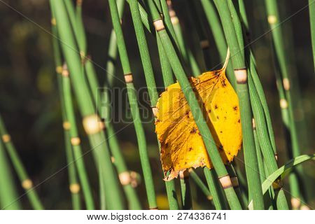 Fallen Yellowed Woody Leaf Was Stuck Between Horsetail Grass Blades. Autumn Leaf Of  Birch Close Up.