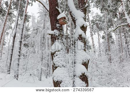 Fragment Of The Winter Park With Pines And Deciduous Trees Covered With Fluffy Snow And Nest Box On 