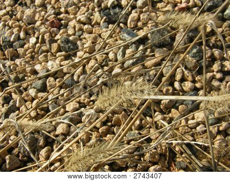 Wheat1