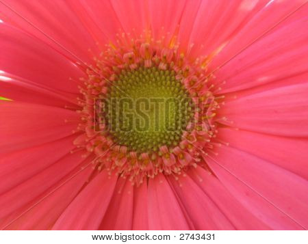 Růžová Gerbera