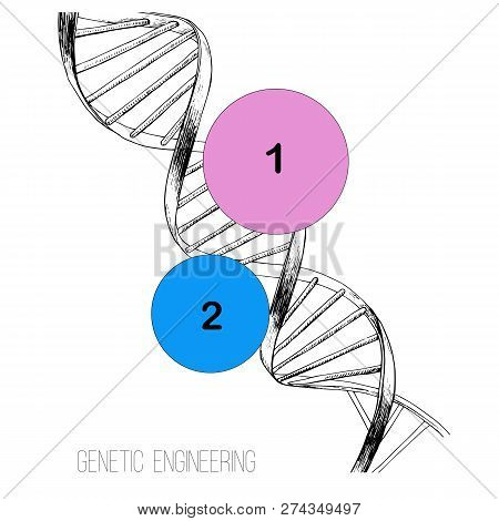 Illustration Of Hand Drawn Concept Dna Spiral. Sketch 3d Genome Tehnology. Genetic Engineering.
