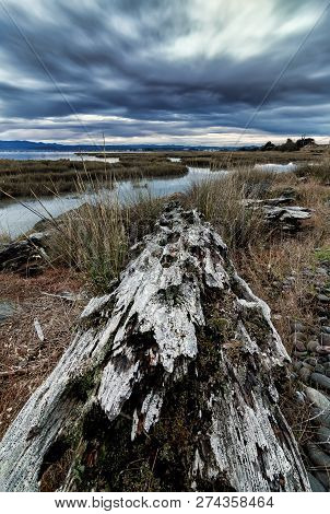 Old Weathered Log Rests Along The Bay