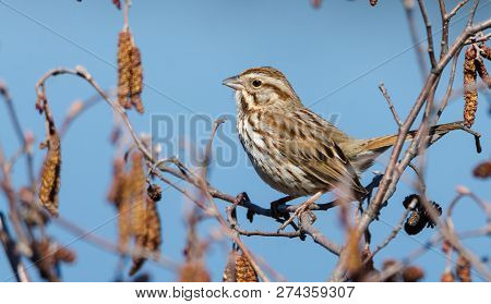 The Song Sparrow (melospiza Melodia) Is A Medium-sized American Sparrow.  This One Sings Happily And