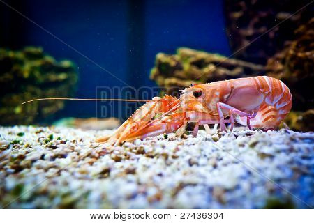 Garnelen in aquarium
