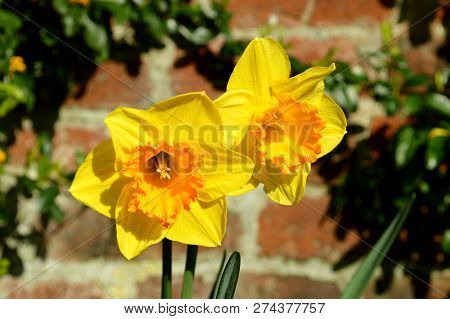 Daffodils Latin Name Narcissus Gold Medal Flowers