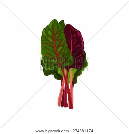 Mangold Fresh Salad Leaves, Healthy Organic Vegetarian Food, Vector Illustration On A White Backgrou