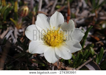 Close-up Of A Mountain Aven, Dryas Octopetala, An Arctic-alpine Flowering Plant With A Mosquito On O