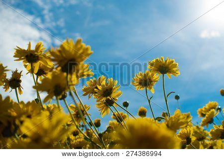 Summer Time Natural Background With Various Cosmos Flower With Beautul Sky Sunset