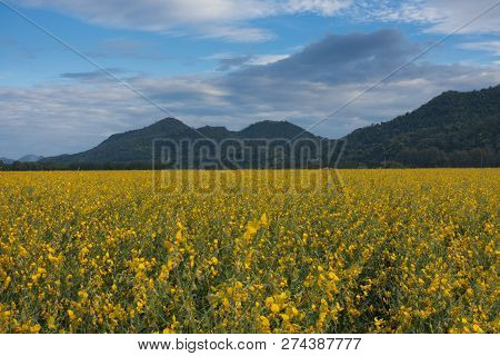 Summer Time Natural Background With Various Cosmos Flower With Beautul Sky Sunset
