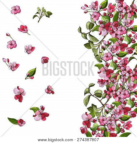 Template Or Background Of Blossoming Pink  Branch Of Apple Tree And Flowers. Hand Drawn Colored Sket