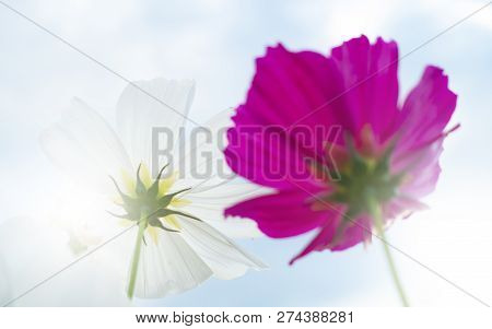 Summer Time Natural Background With Various Cosmos Flower With Beautul Sky Sunset