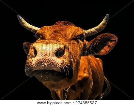 Cow Head On A Black Background Farming On A Farm