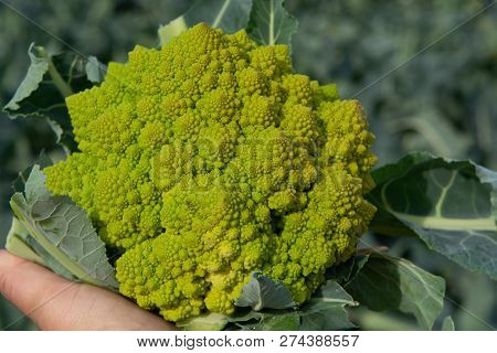 Worker Holding In Hand Ripe Green Romanesco Broccoli Or Roman Cauliflower, Broccolo Romanesco, Roman