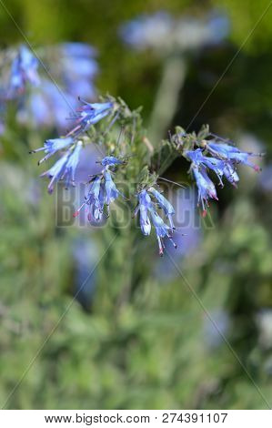 Balkan Endemic Blue Flower - Latin Name - Moltkia Petraea