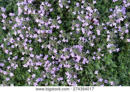 Pink Wild Thyme Flowers - Latin Name - Thymus Polytrichus