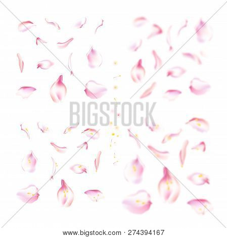 Vector Set Of Pink Falling Rose And Sakura Petals. Blurred Spring Blossom Petal Set With Decorative 