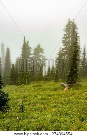 Sub-alpine Meadow With Deep Green Trees And Small Wildflowers