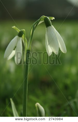 Narcissus Pseudonarcissus