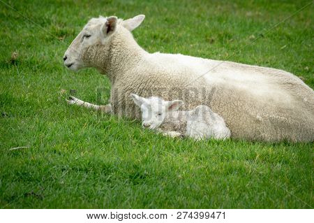 Sheep And New Lamb Resting In Green Grass  On Farm In New Zealand