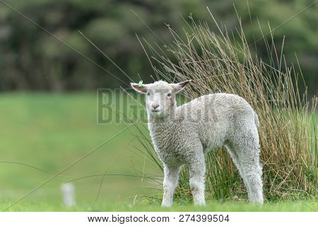Sheep And New Lambs On Farm In New Zealand