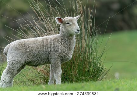 Lamb In Field Standing By Clump Or Reeds On Farm In New Zealand