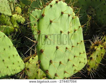 Cactus Needles. Enlarged View Of The Botanic Garden Exposition.