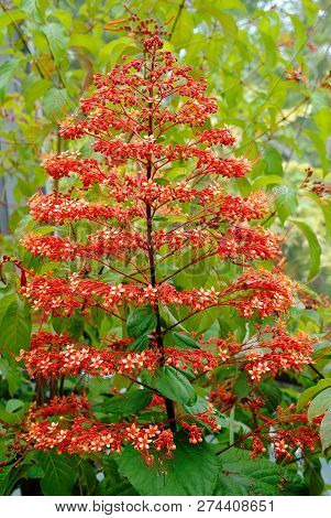 Clerodendrum Buchananii Flowers Growing In A Garden In Florida