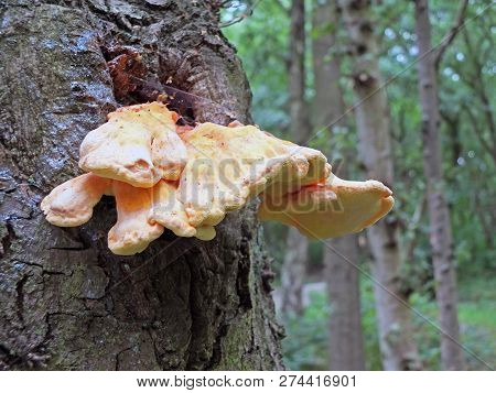 Chicken Of The Woods, Sulphur Polypore Growing On The Bark Of A Tree In Woodland
