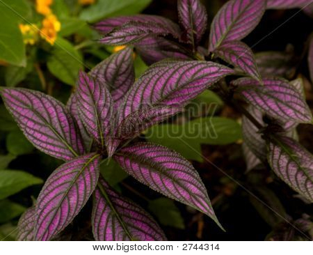 Purpurowe liście