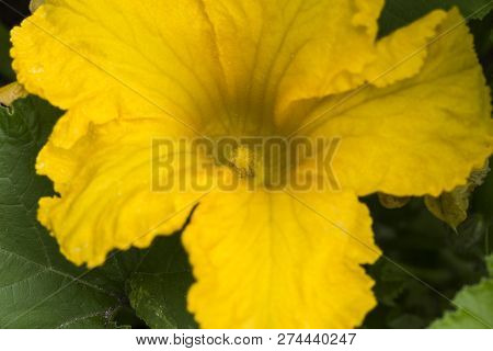 View Of An Early Morning Opened Yellow Male Pumpkin Plant Flower With Petals, Stamen, Anther And Fil