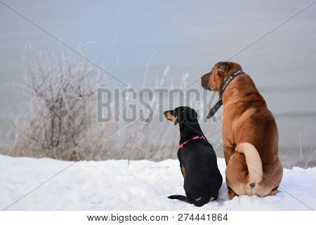 Two Dogs, A Big Redhead And A Little Black One, Sit Side By Side And Look In One Direction Towards T