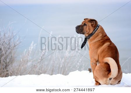 Big Redhead Dog Shar Pei Sit And Look In The Sea. Winter. Snow.
