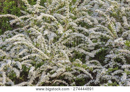 Beautiful Spiraea (meadowsweet) Shrub With White Flowers Medical Plant, Aromatic Plant, Background