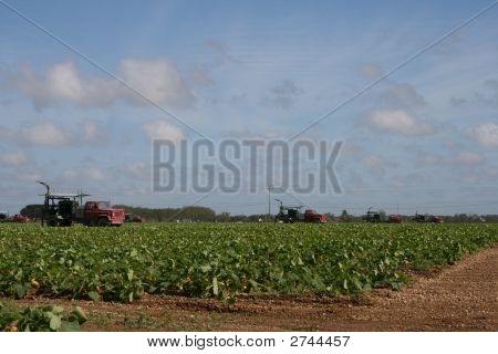 Сбор урожая