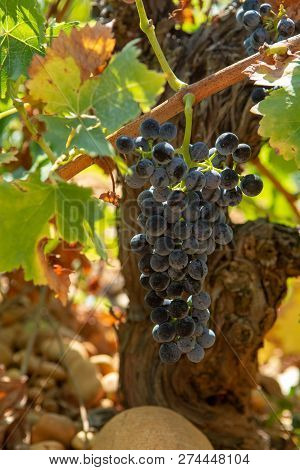 High Quality French Bio Wine Production, Red Wine Ripe Grapes Plants Growing In  Chateauneuf De Pape