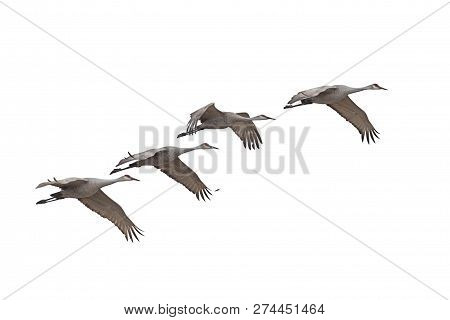 Sandhill Cranes Fly Across A White Background.
