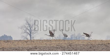 Two Sandhill Cranes Prepare For Fight Into A Stormy Autumn Sky.