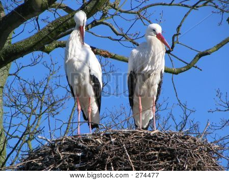 Stork par #2