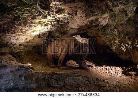 Vazec, Slovakia - November 25: Model Of Cave Bear In Vazecka Cave On November 25, 2018 In Vazec