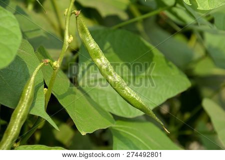 Close Up Selective Focusing Of Some Very Beautiful Green Color Hyacinth Beans ( Dolichis, Lablab) Al