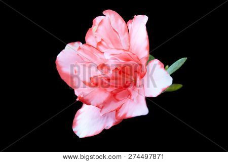 Photograph Of A Pink Flower Called Azalia