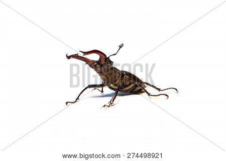 Male Stag Beetle Isolated On White Background. Rhinoceros Beetle. Battle Beetle.