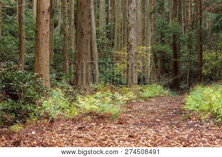 Brown Fallen Leaves Cover Flat Trail Through Woods