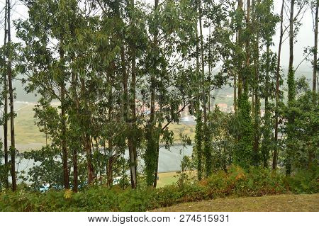 San Juan From The Sand And His Ria Through The Trees At A Lookout On A Rainy Day. July 30, 2015. Lan