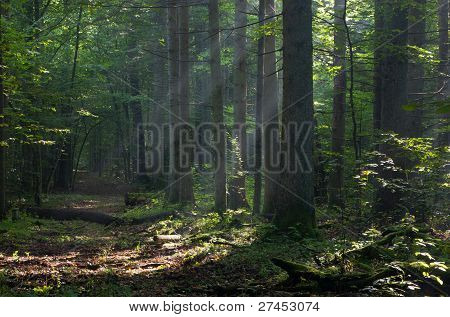 Path Crossing Deciduous Stand Of Bialowieza Forest