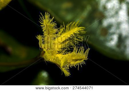 Nymphoides Indica Is A Small Water Flower With Yellow Flowers.